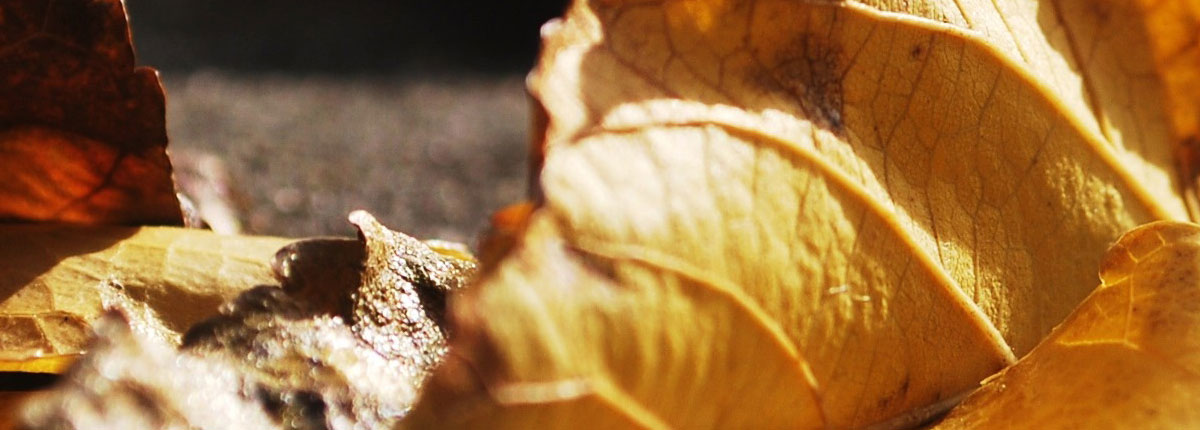 You could be sure we offer you the most effective spots to order Albendazole online, so comprising your thoughts will take just a couple of mins of your time.