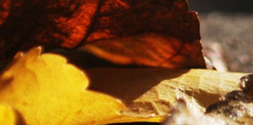 Shopping online for Albendazole seems like the best choice if you are looking to obtain higher quality procedure for less money.